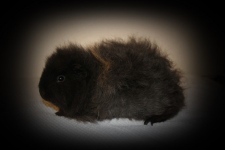 Polka Pig's Lilly Rose