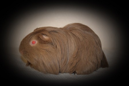 Indigo född 2013-05-15